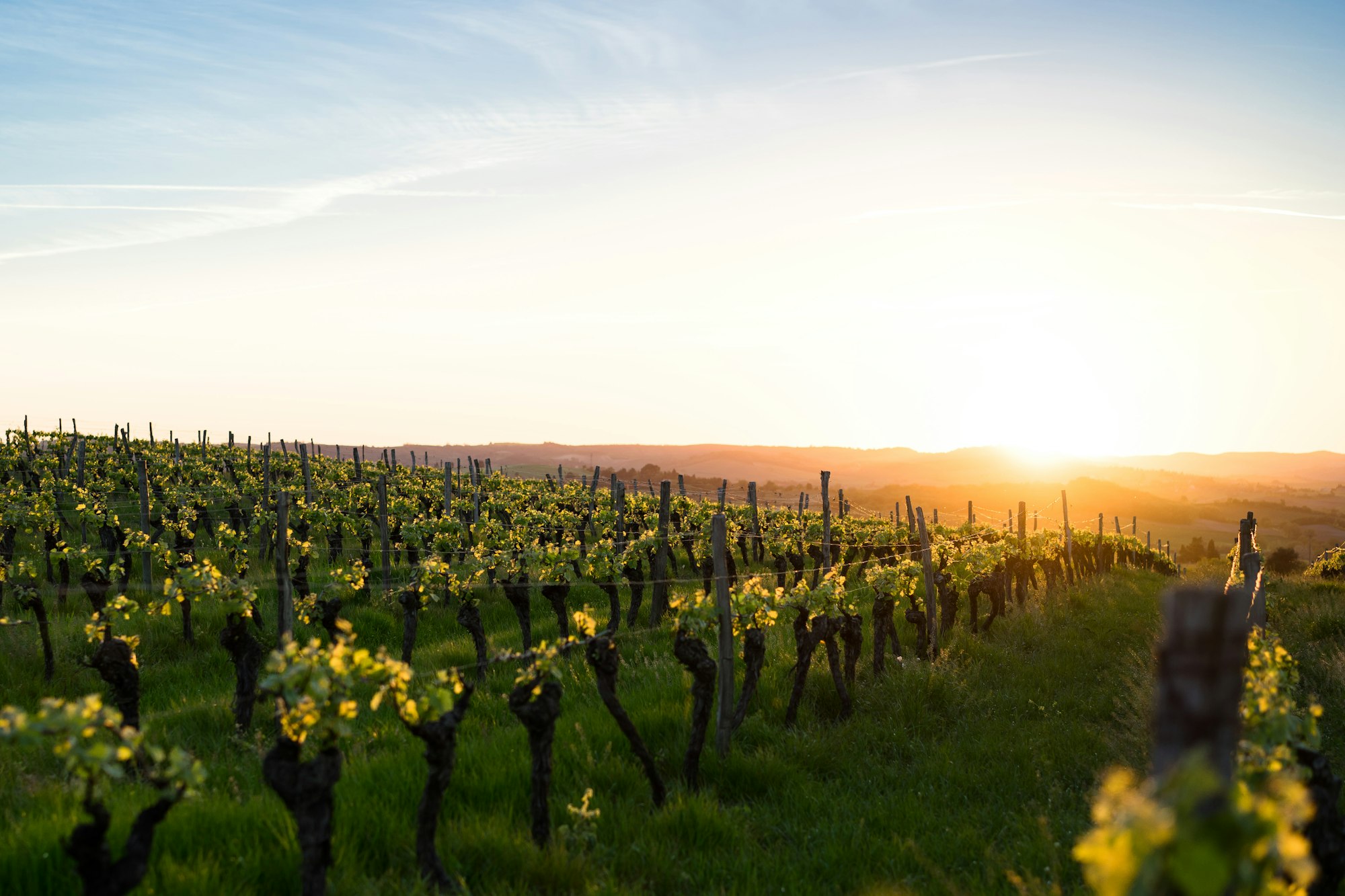 Weinberge an der Saar im Abendlicht